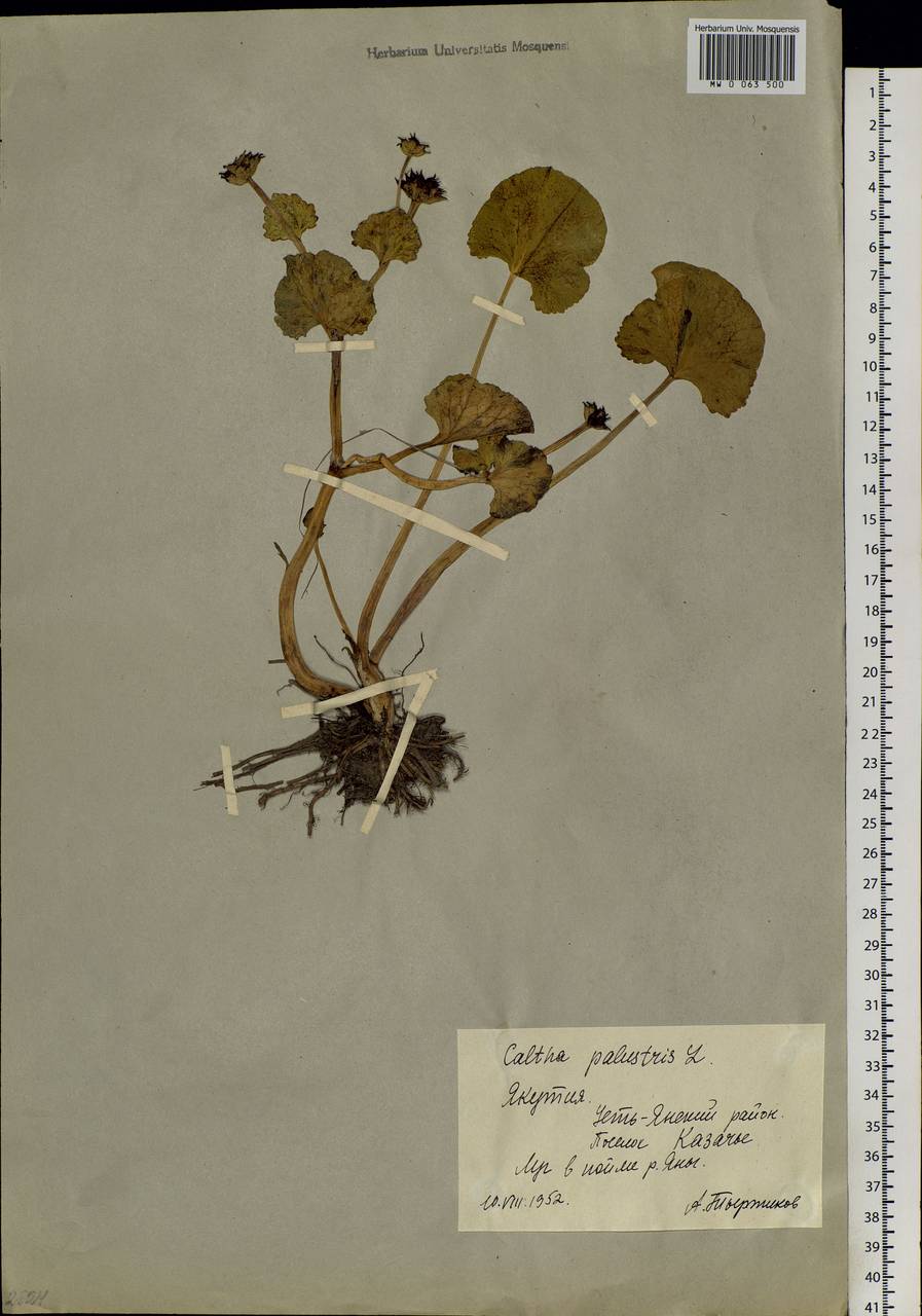 Caltha palustris L., Siberia, Yakutia (S5) (Russia)
