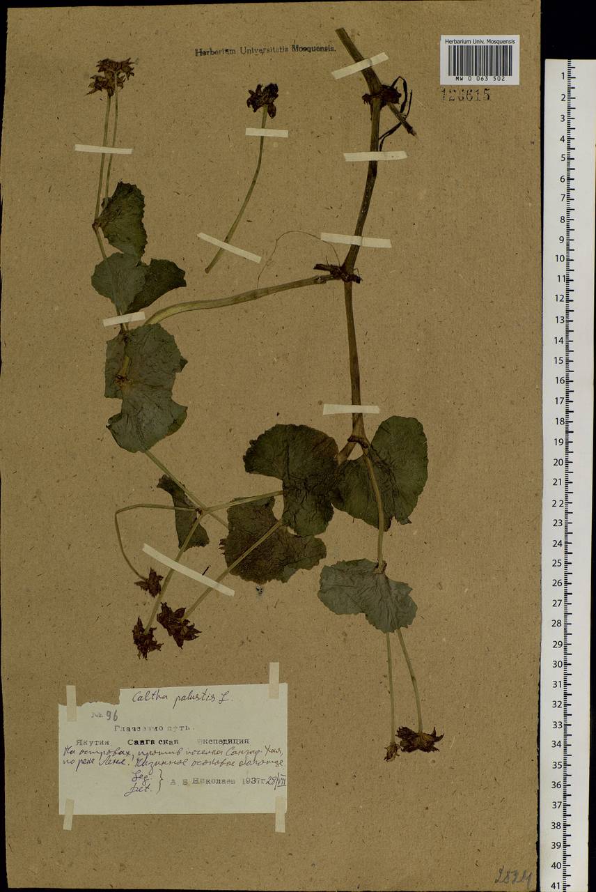 Caltha palustris, Siberia, Yakutia (S5) (Russia)