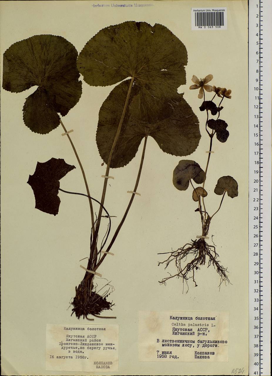 Caltha palustris, Siberia, Yakutia (S5) (Russia)