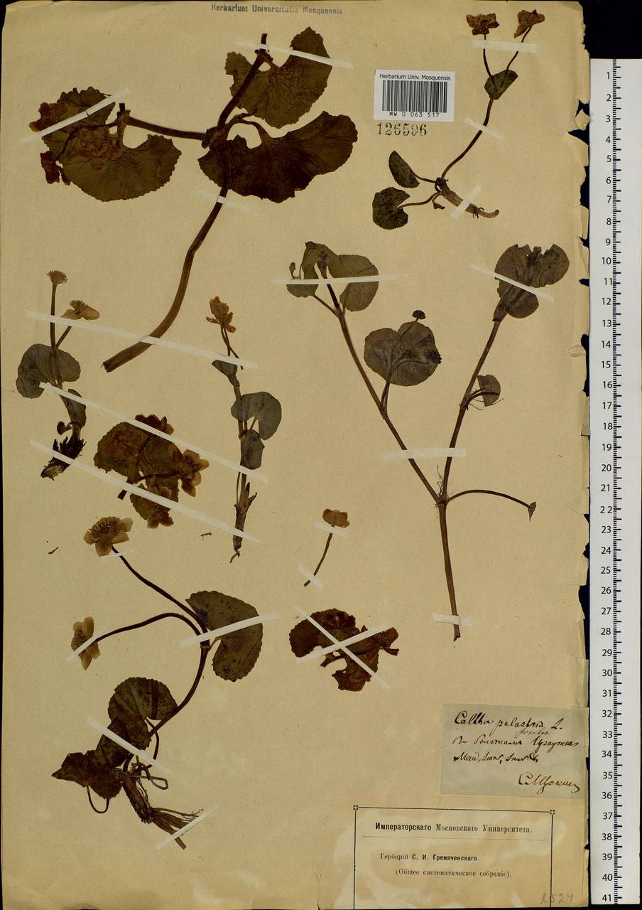 Caltha palustris L., Siberia, Baikal & Transbaikal region (S4) (Russia)