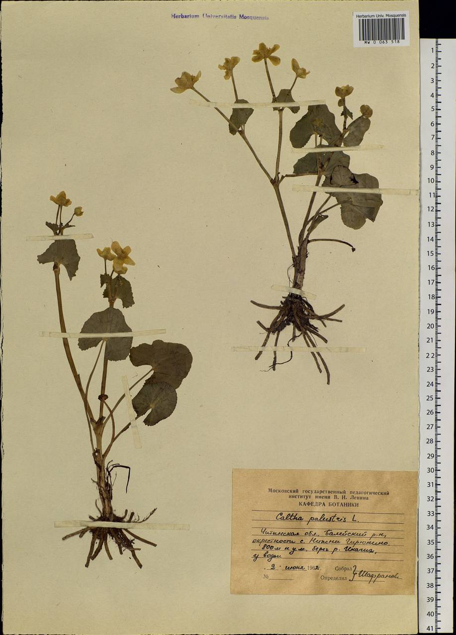 Caltha palustris L., Siberia, Baikal & Transbaikal region (S4) (Russia)