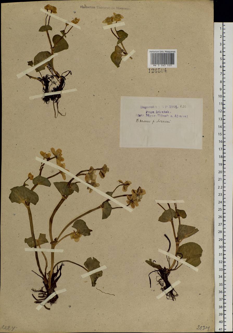 Caltha palustris L., Siberia, Baikal & Transbaikal region (S4) (Russia)