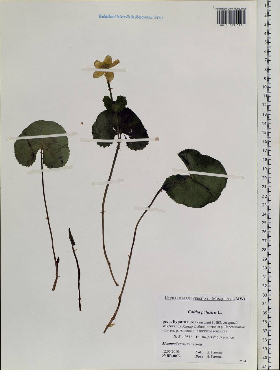 Caltha palustris L., Siberia, Baikal & Transbaikal region (S4) (Russia)
