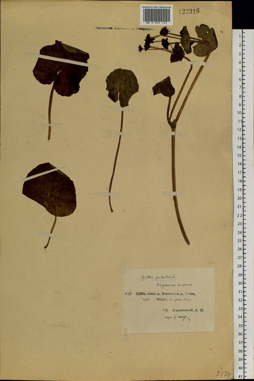 Caltha palustris, Siberia, Central Siberia (S3) (Russia)