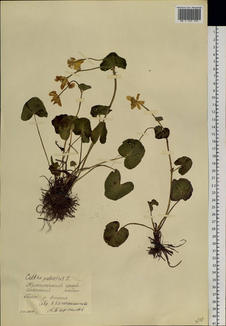 Caltha palustris L., Siberia, Central Siberia (S3) (Russia)