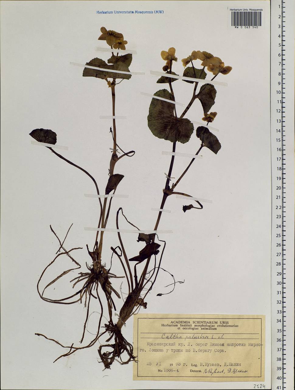 Caltha palustris, Siberia, Central Siberia (S3) (Russia)