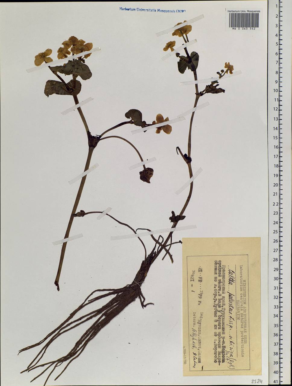 Caltha palustris L., Siberia, Central Siberia (S3) (Russia)