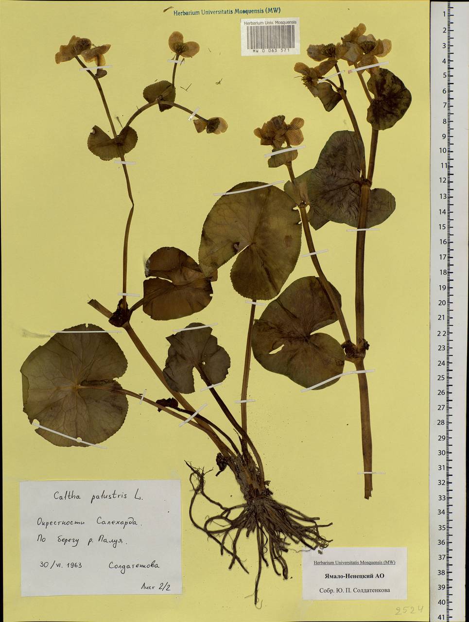 Caltha palustris, Siberia, Western Siberia (S1) (Russia)