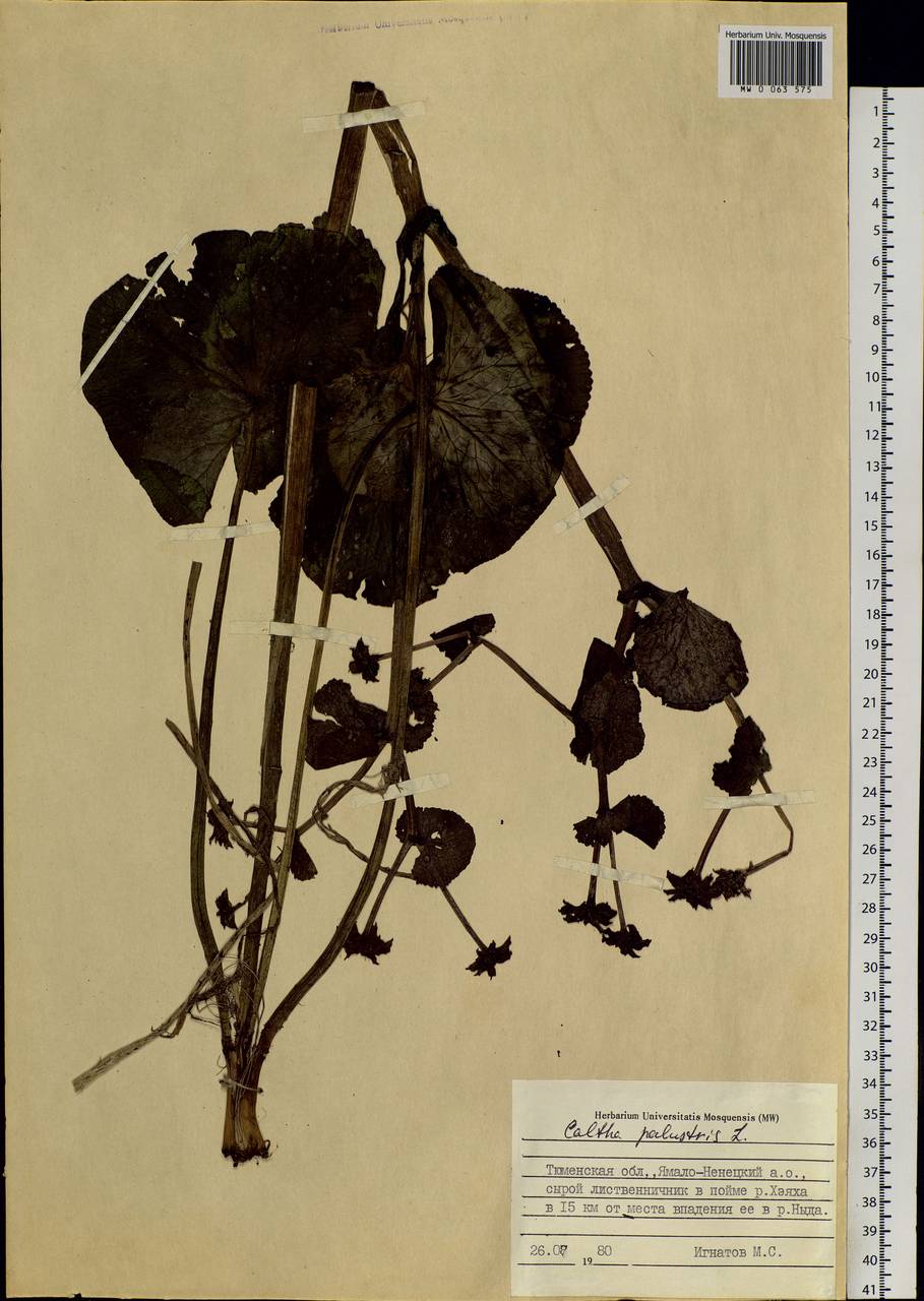 Caltha palustris, Siberia, Western Siberia (S1) (Russia)