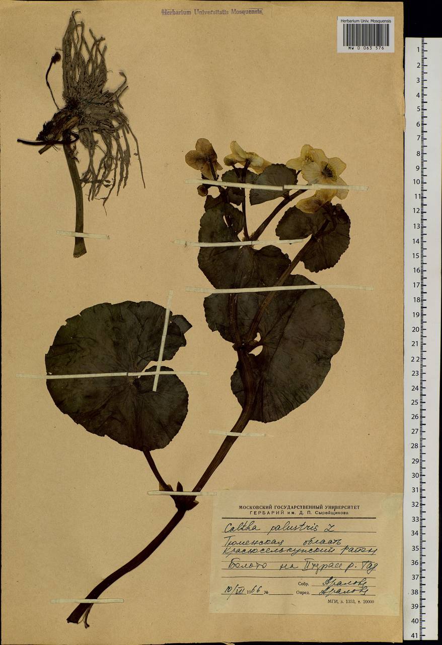 Caltha palustris L., Siberia, Western Siberia (S1) (Russia)