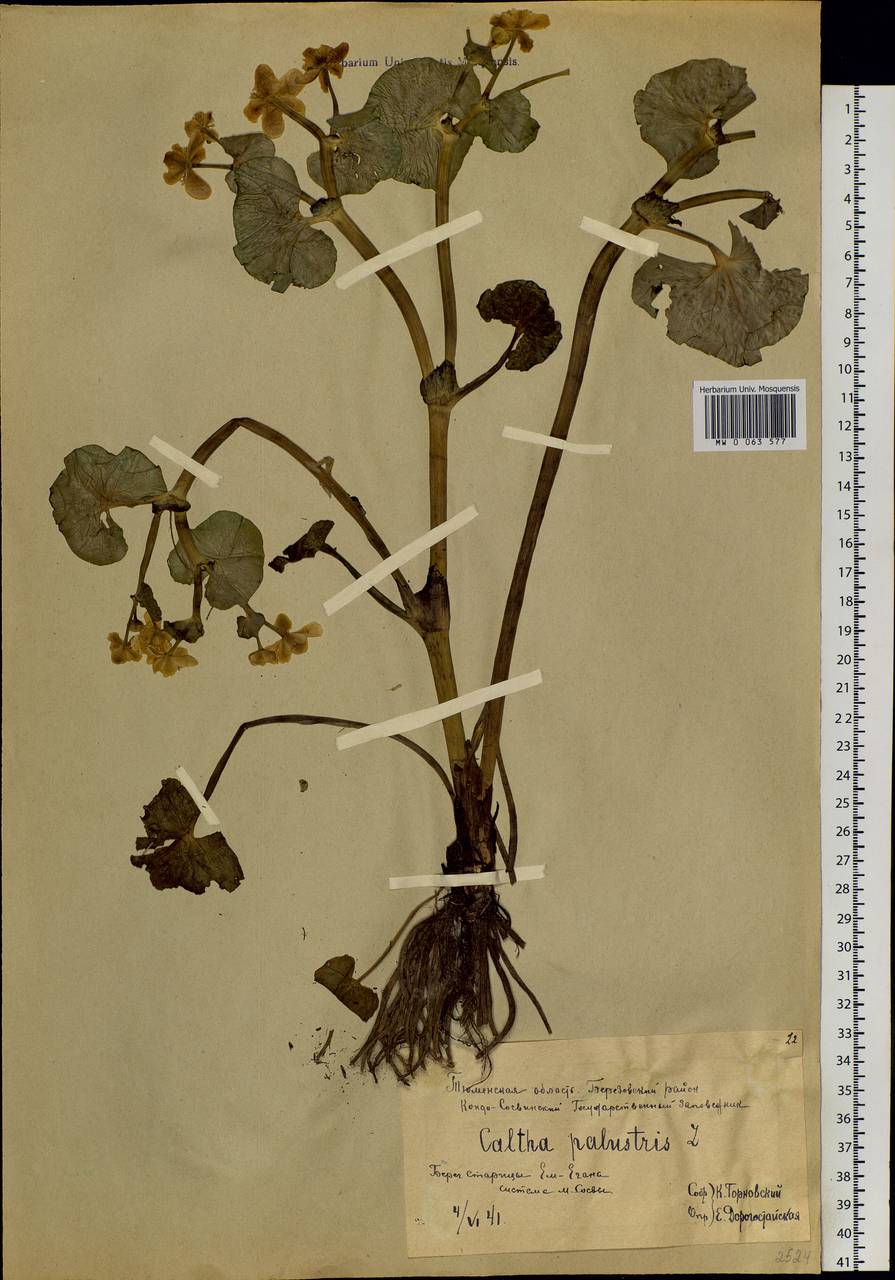 Caltha palustris L., Siberia, Western Siberia (S1) (Russia)