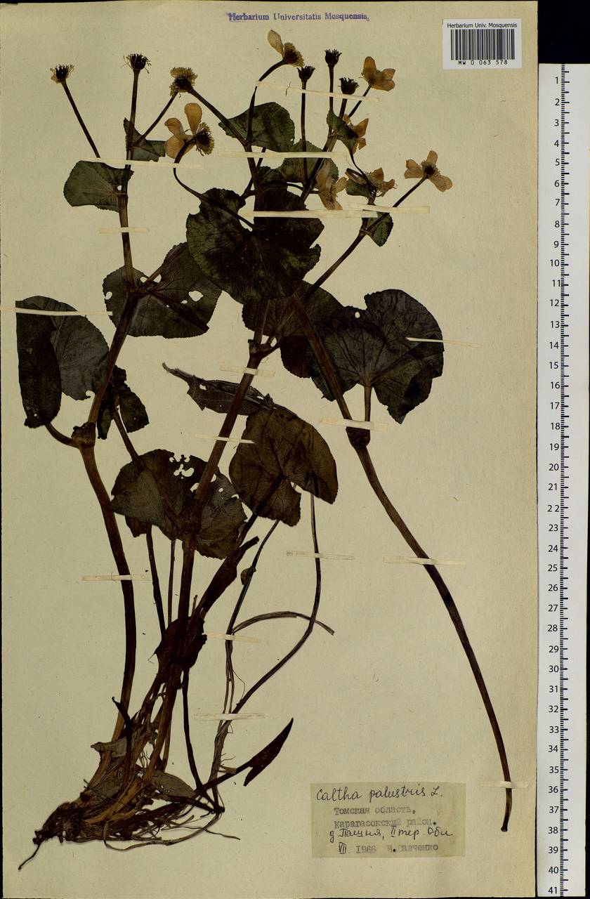 Caltha palustris L., Siberia, Western Siberia (S1) (Russia)