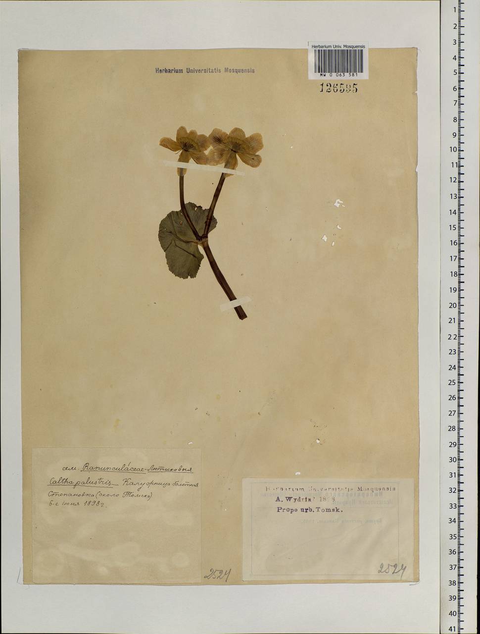 Caltha palustris L., Siberia, Western Siberia (S1) (Russia)