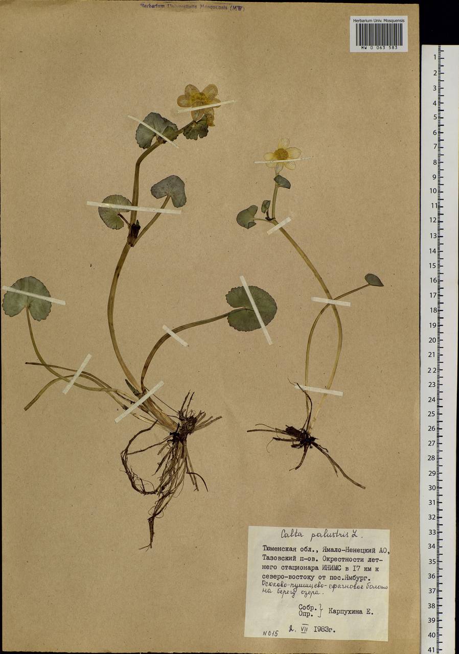 Caltha palustris, Siberia, Western Siberia (S1) (Russia)