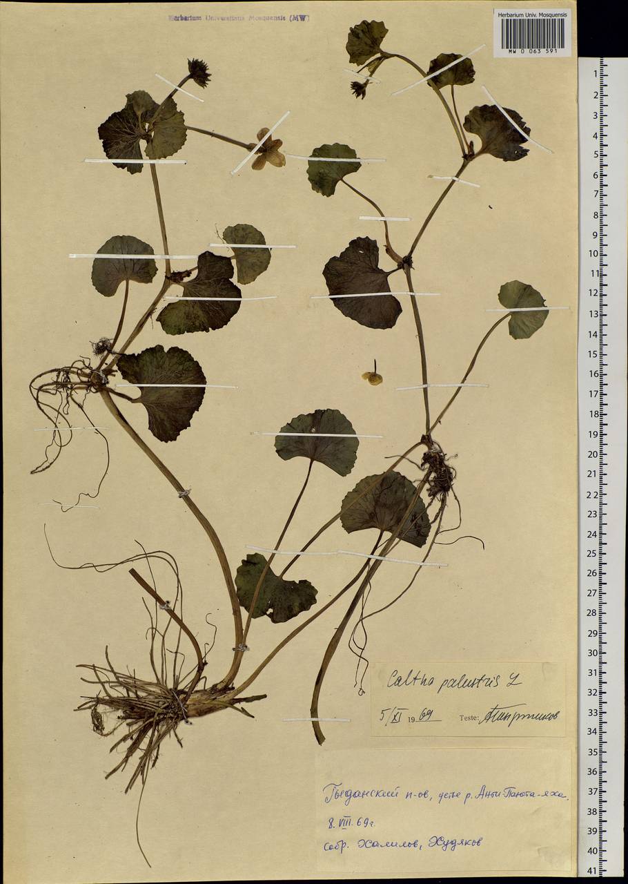 Caltha palustris L., Siberia, Western Siberia (S1) (Russia)