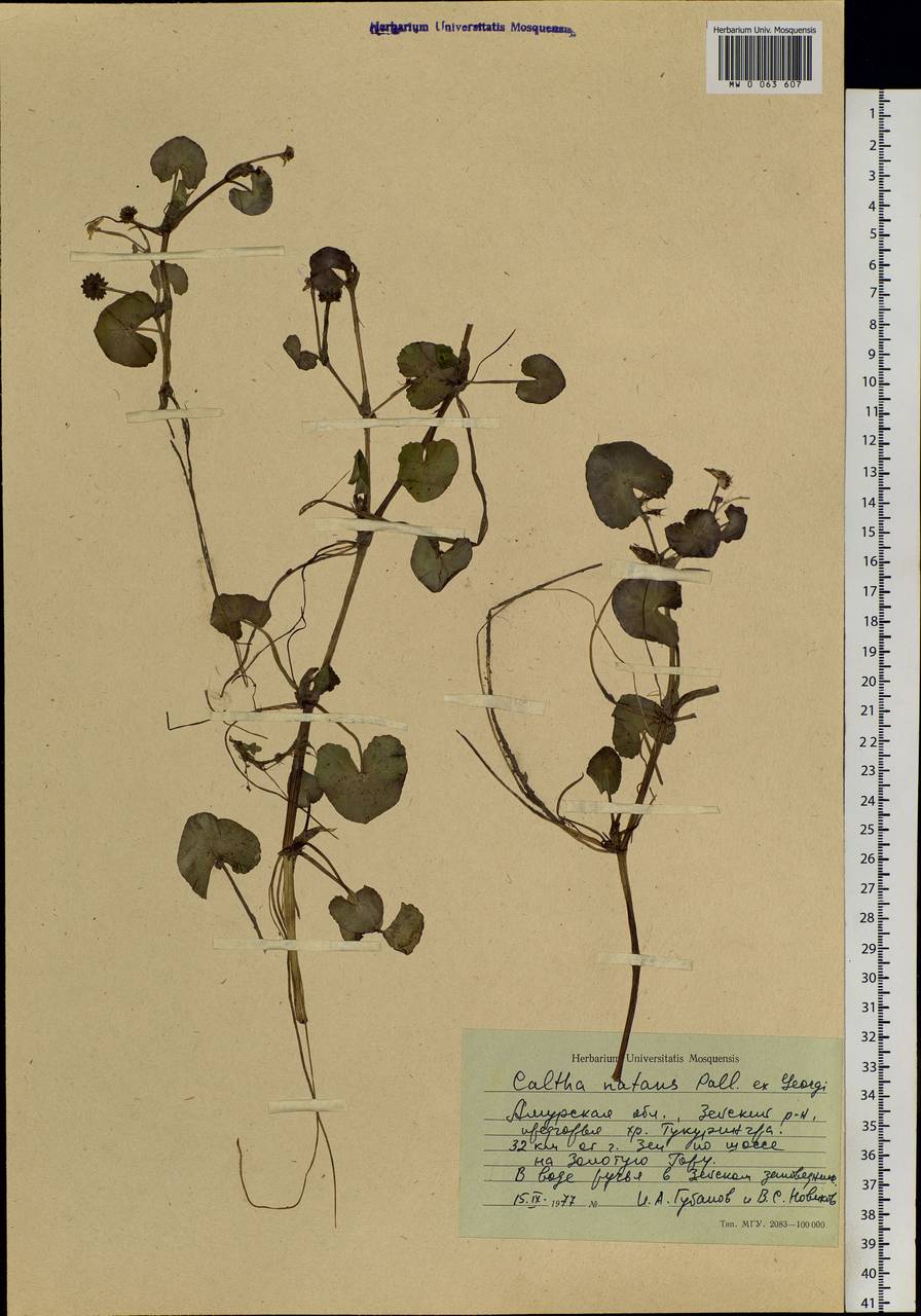 Caltha natans Pall., Siberia, Russian Far East (S6) (Russia)