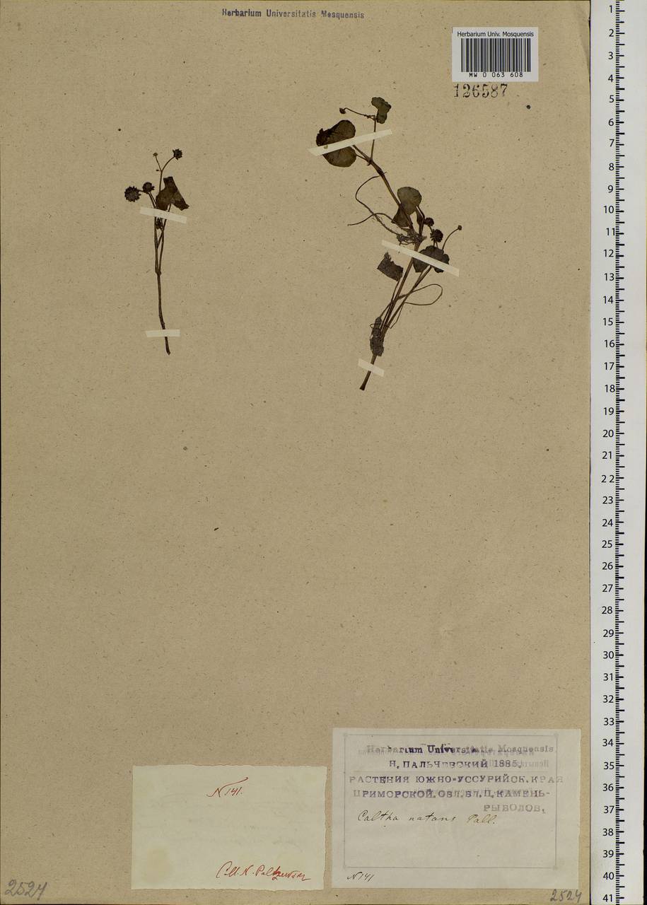 Caltha natans Pall., Siberia, Russian Far East (S6) (Russia)
