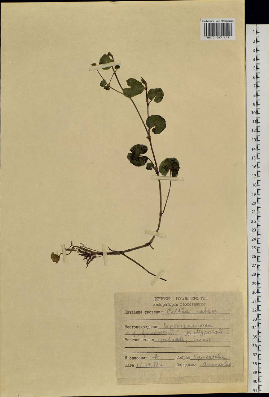 Caltha natans Pall., Siberia, Yakutia (S5) (Russia)