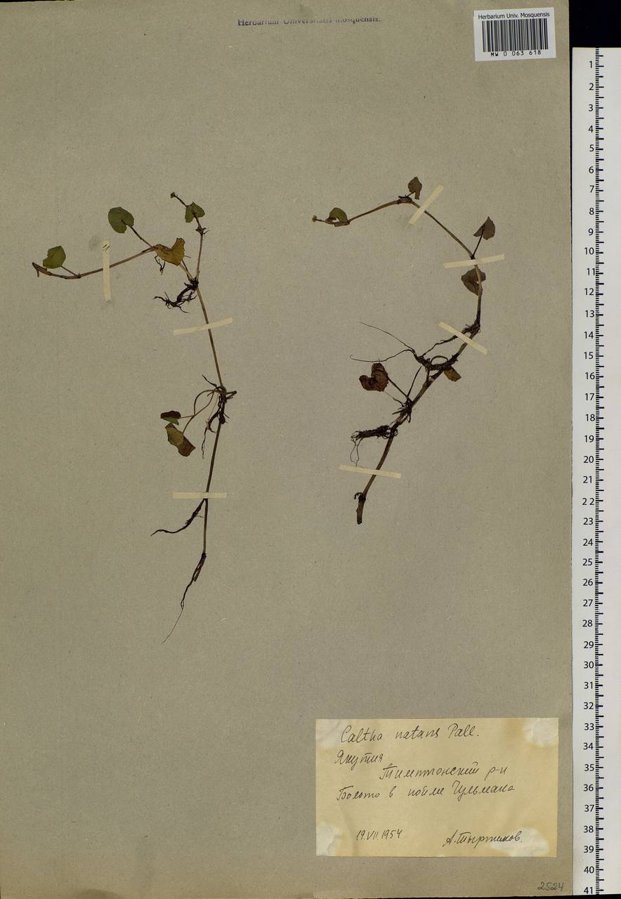 Caltha natans Pall., Siberia, Yakutia (S5) (Russia)