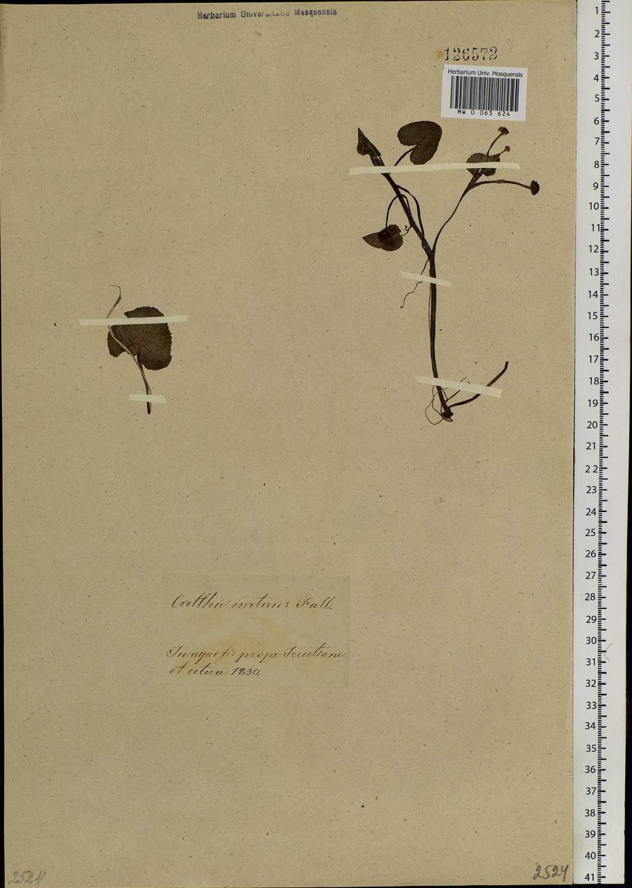 Caltha natans Pall., Siberia, Baikal & Transbaikal region (S4) (Russia)