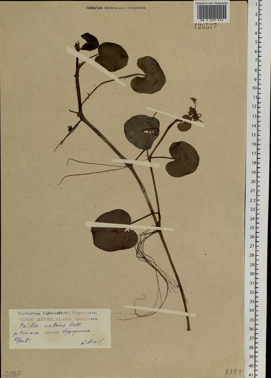Caltha natans Pall., Siberia, Baikal & Transbaikal region (S4) (Russia)
