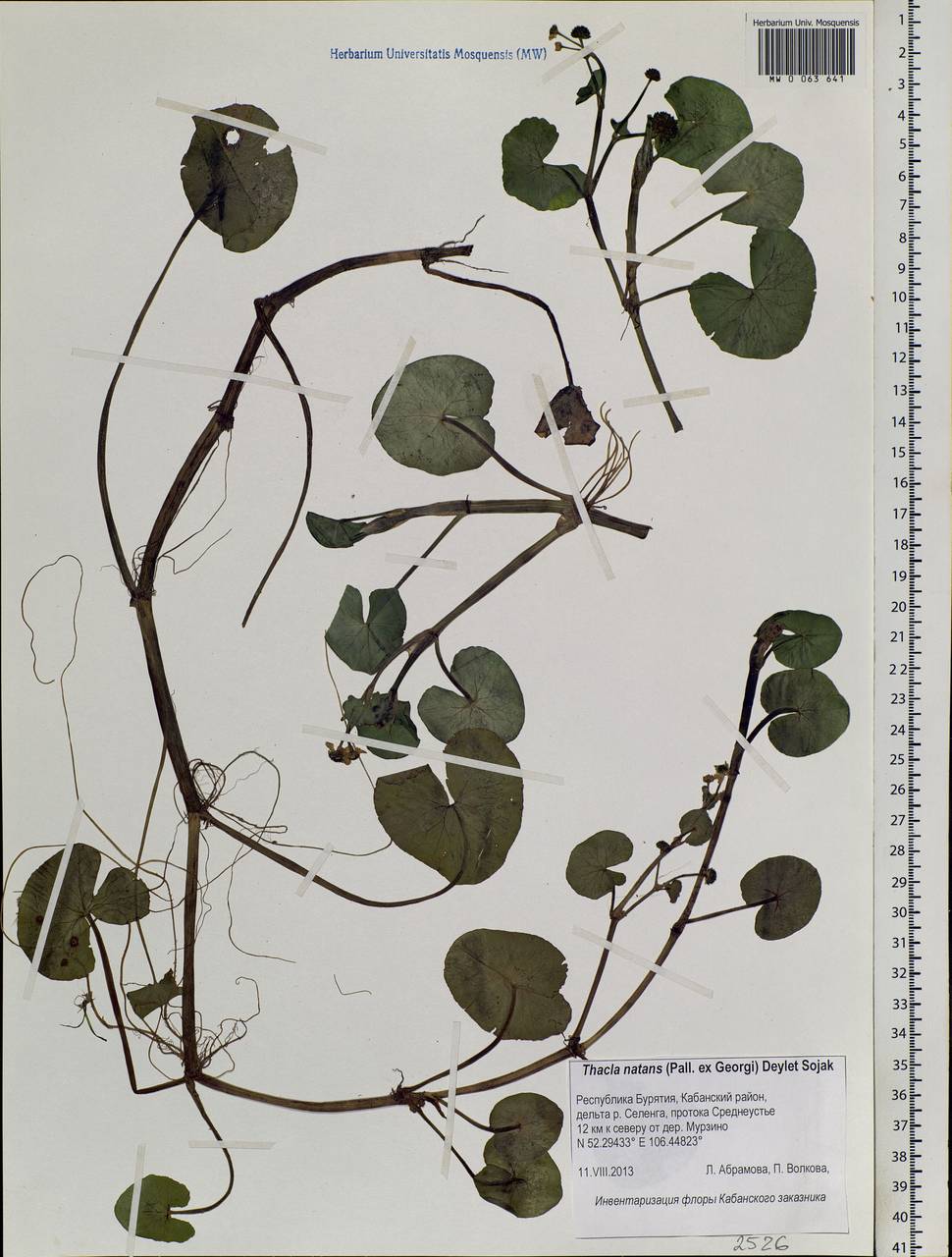 Caltha natans Pall., Siberia, Baikal & Transbaikal region (S4) (Russia)