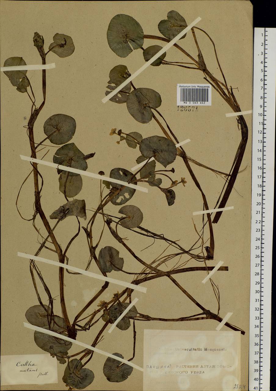 Caltha natans Pall., Siberia, Altai & Sayany Mountains (S2) (Russia)