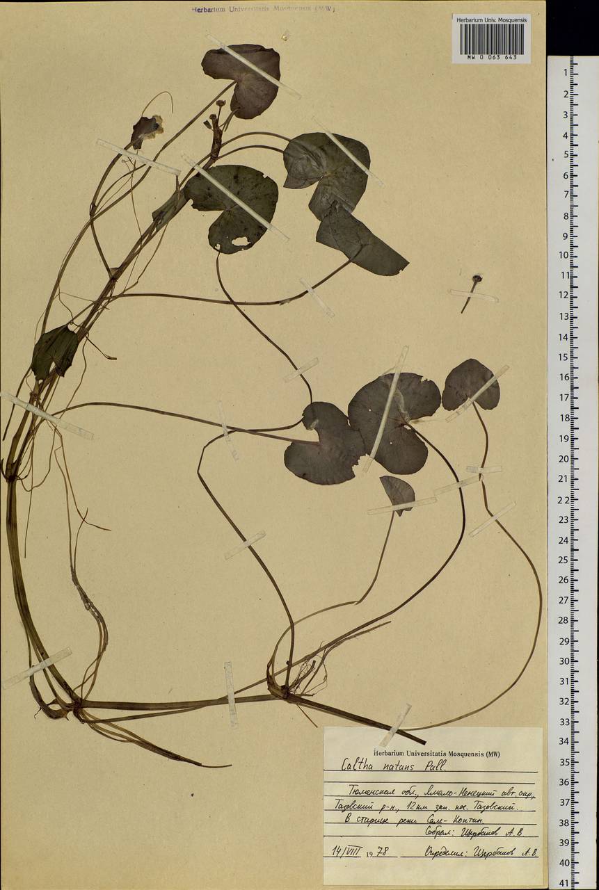 Caltha natans Pall., Siberia, Western Siberia (S1) (Russia)