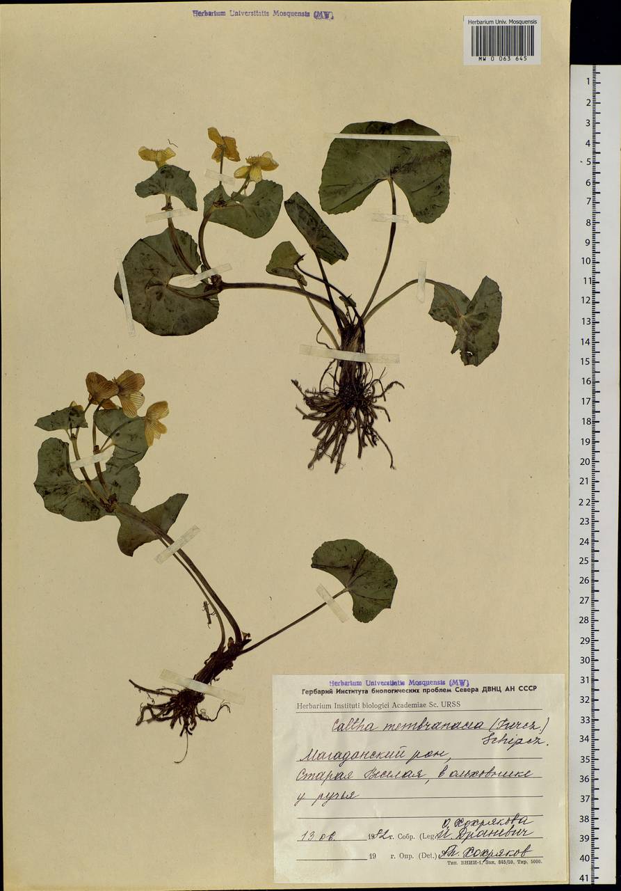 Caltha palustris var. membranacea Turcz., Siberia, Chukotka & Kamchatka (S7) (Russia)