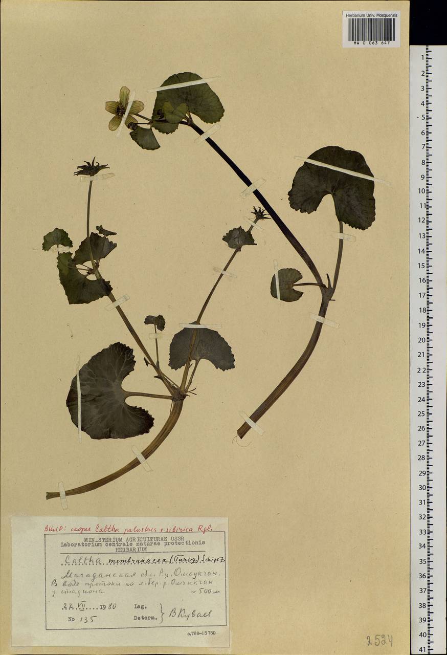 Caltha palustris var. membranacea Turcz., Siberia, Chukotka & Kamchatka (S7) (Russia)
