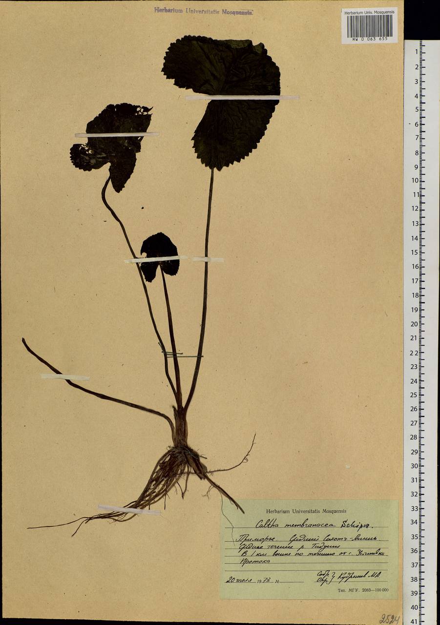 Caltha palustris var. membranacea Turcz., Siberia, Russian Far East (S6) (Russia)