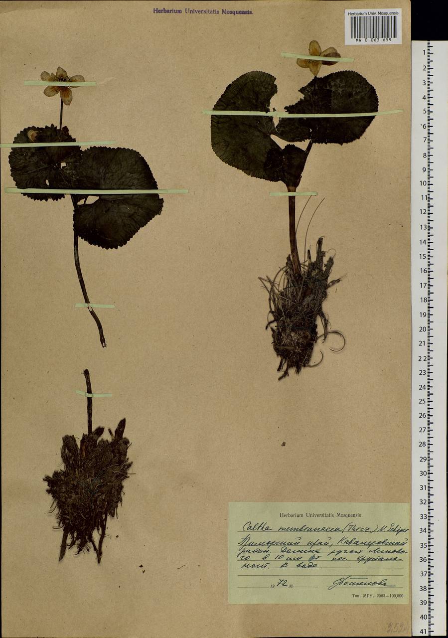 Caltha palustris var. membranacea Turcz., Siberia, Russian Far East (S6) (Russia)