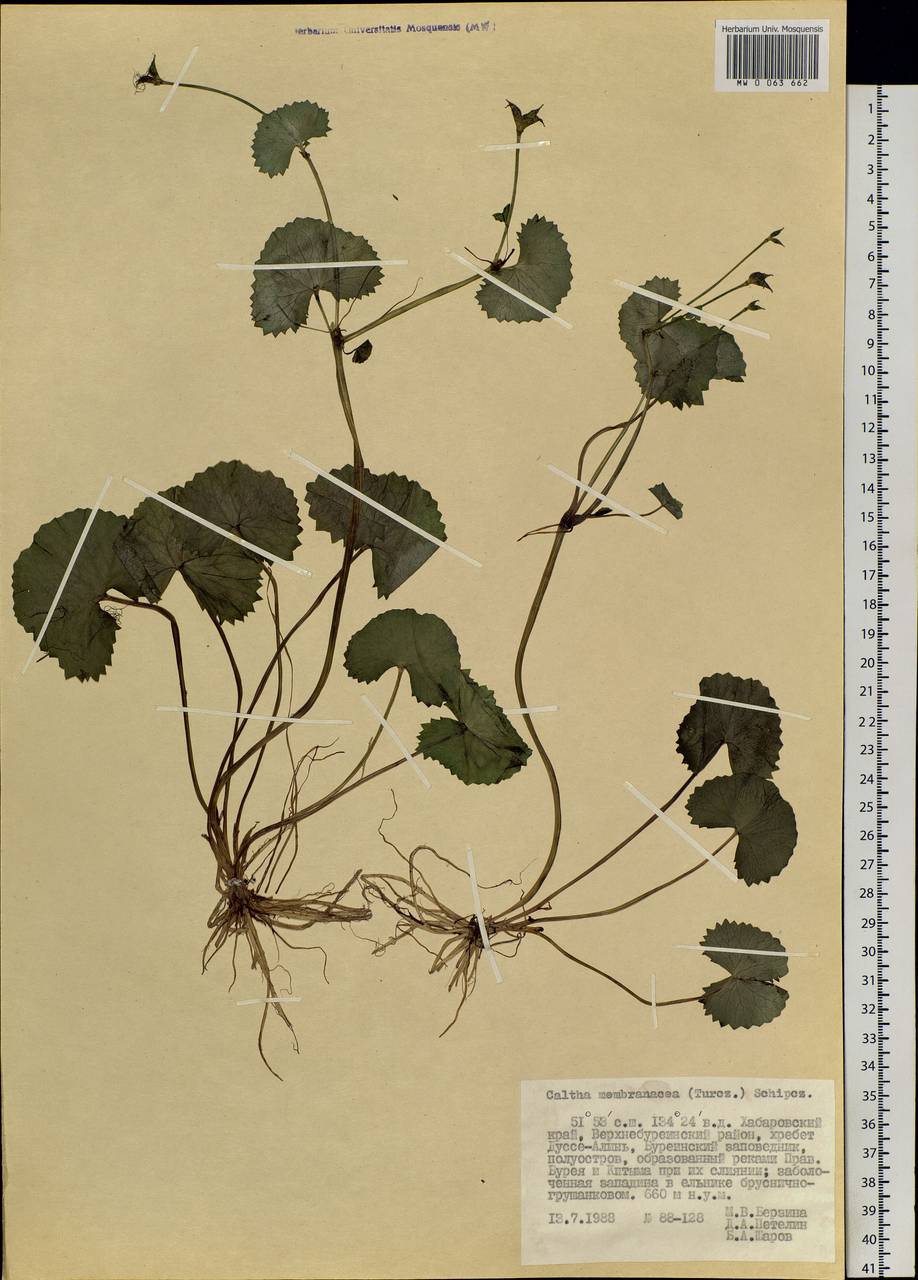 Caltha palustris var. membranacea Turcz., Siberia, Russian Far East (S6) (Russia)