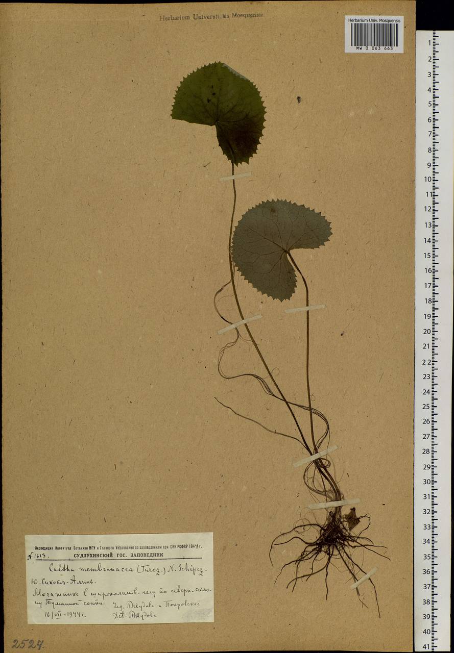 Caltha palustris var. membranacea Turcz., Siberia, Russian Far East (S6) (Russia)