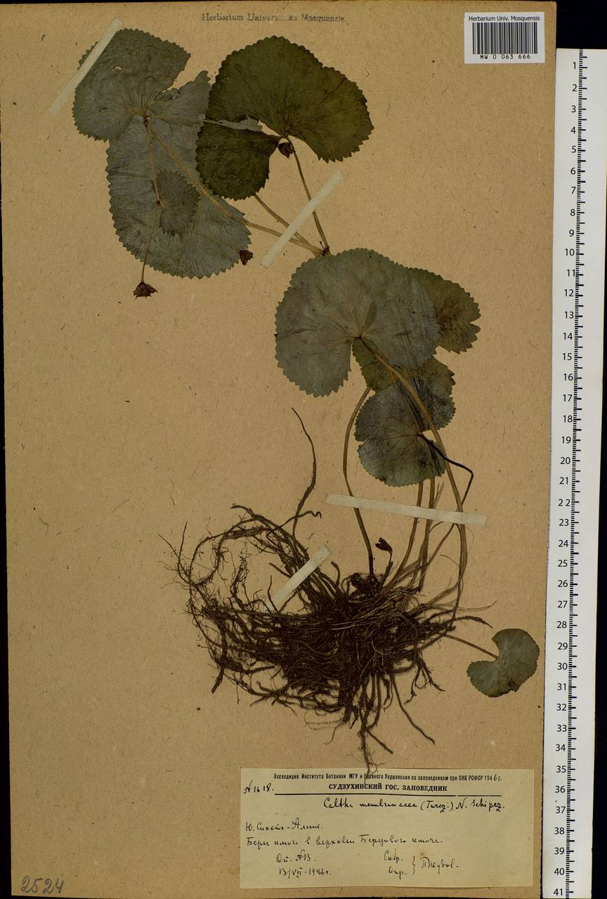 Caltha palustris var. membranacea Turcz., Siberia, Russian Far East (S6) (Russia)