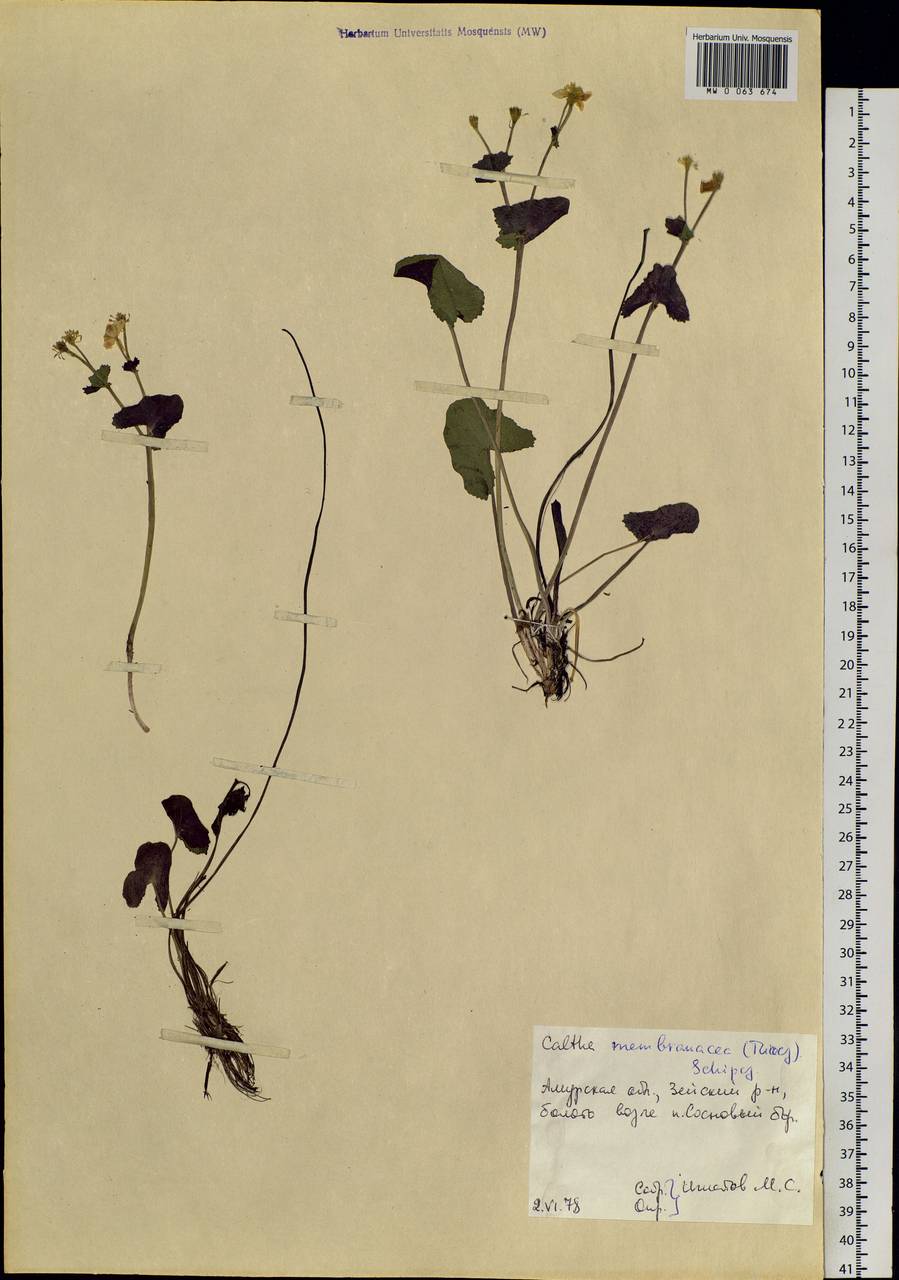 Caltha palustris var. membranacea Turcz., Siberia, Russian Far East (S6) (Russia)