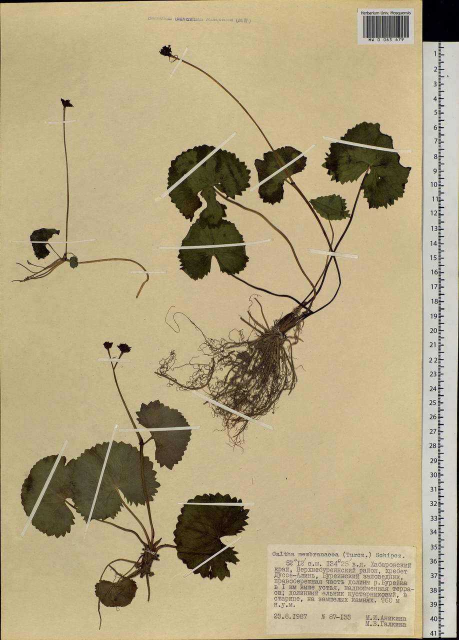 Caltha palustris var. membranacea Turcz., Siberia, Russian Far East (S6) (Russia)