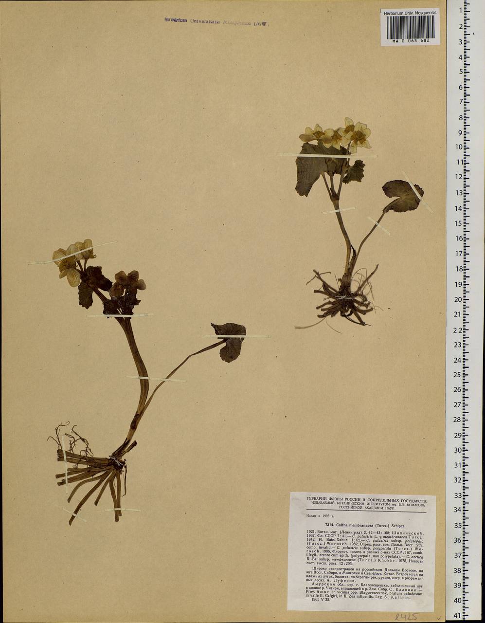 Caltha palustris var. membranacea Turcz., Siberia, Russian Far East (S6) (Russia)