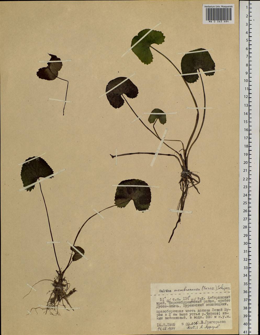 Caltha palustris var. membranacea Turcz., Siberia, Russian Far East (S6) (Russia)