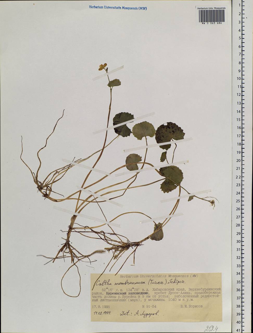 Caltha palustris var. membranacea Turcz., Siberia, Russian Far East (S6) (Russia)
