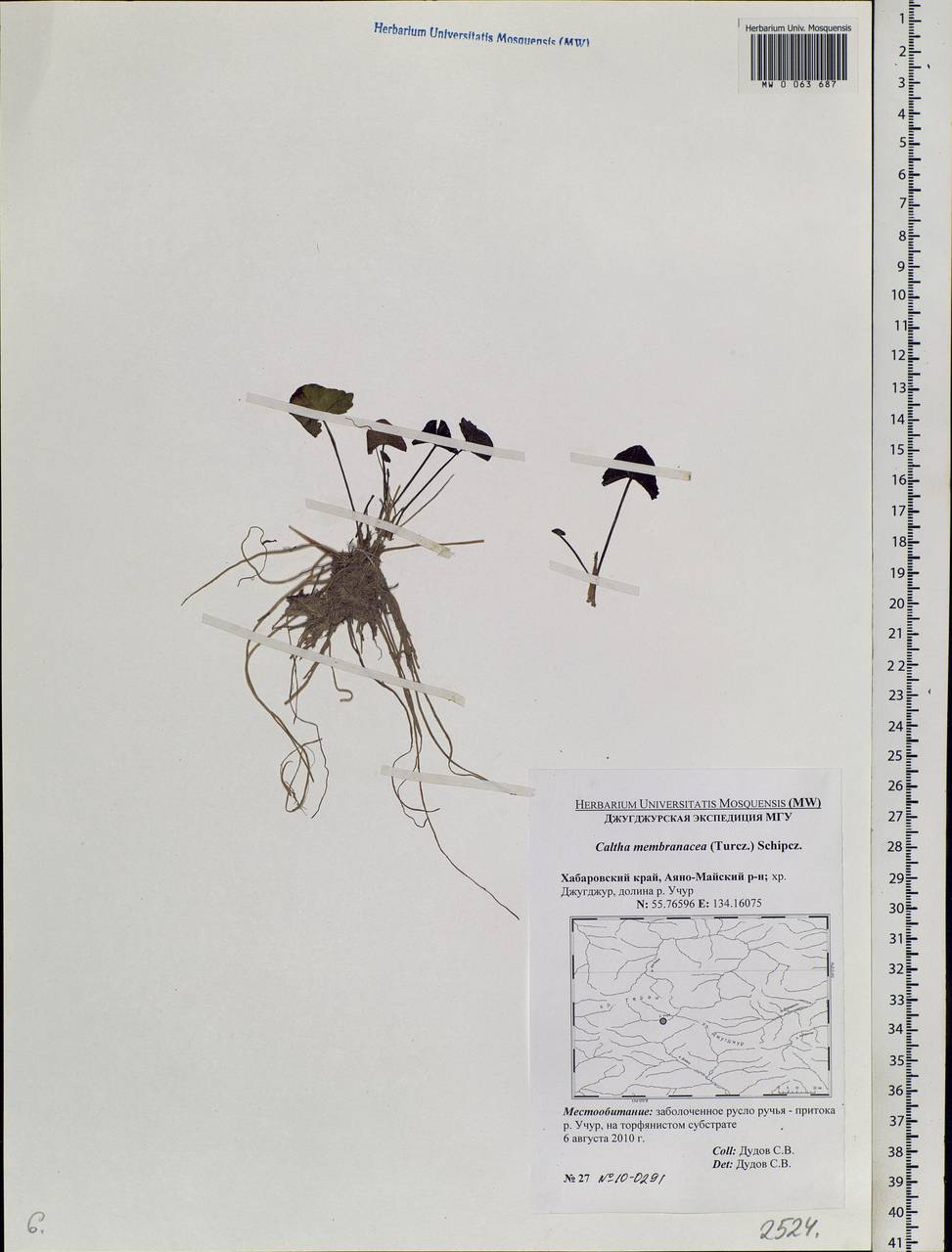 Caltha palustris var. membranacea Turcz., Siberia, Russian Far East (S6) (Russia)