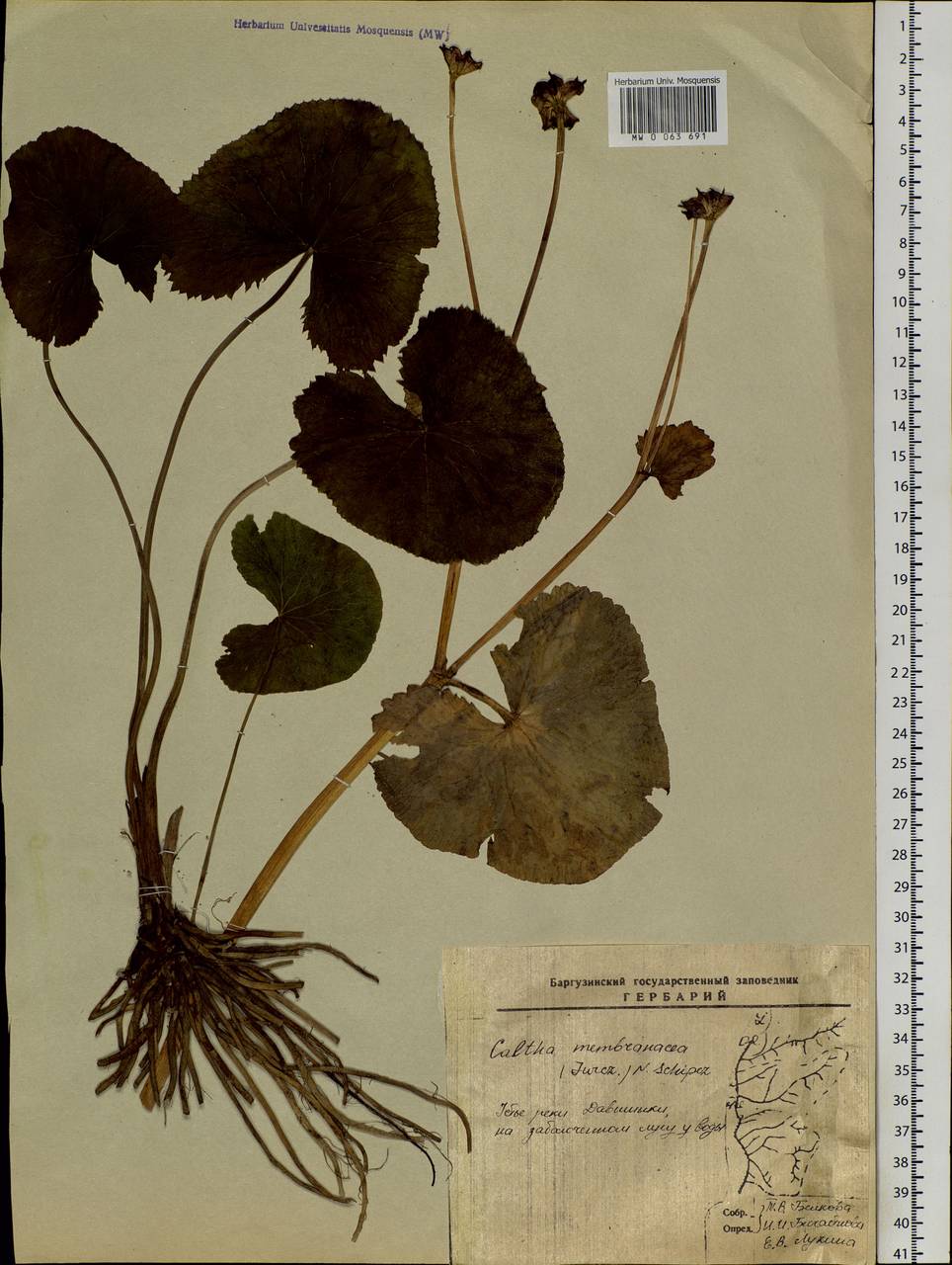 Caltha palustris var. membranacea Turcz., Siberia, Baikal & Transbaikal region (S4) (Russia)