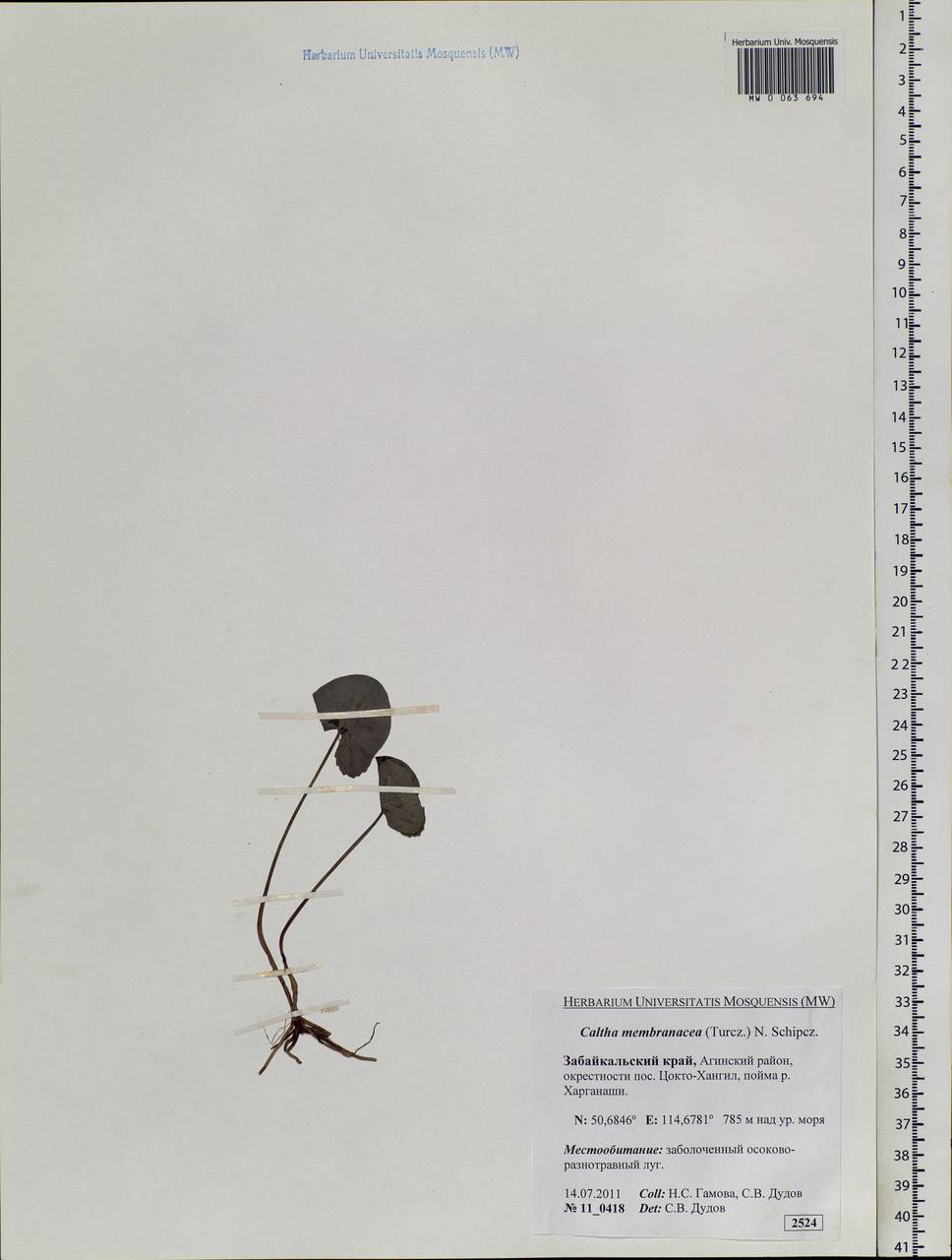 Caltha palustris var. membranacea Turcz., Siberia, Baikal & Transbaikal region (S4) (Russia)
