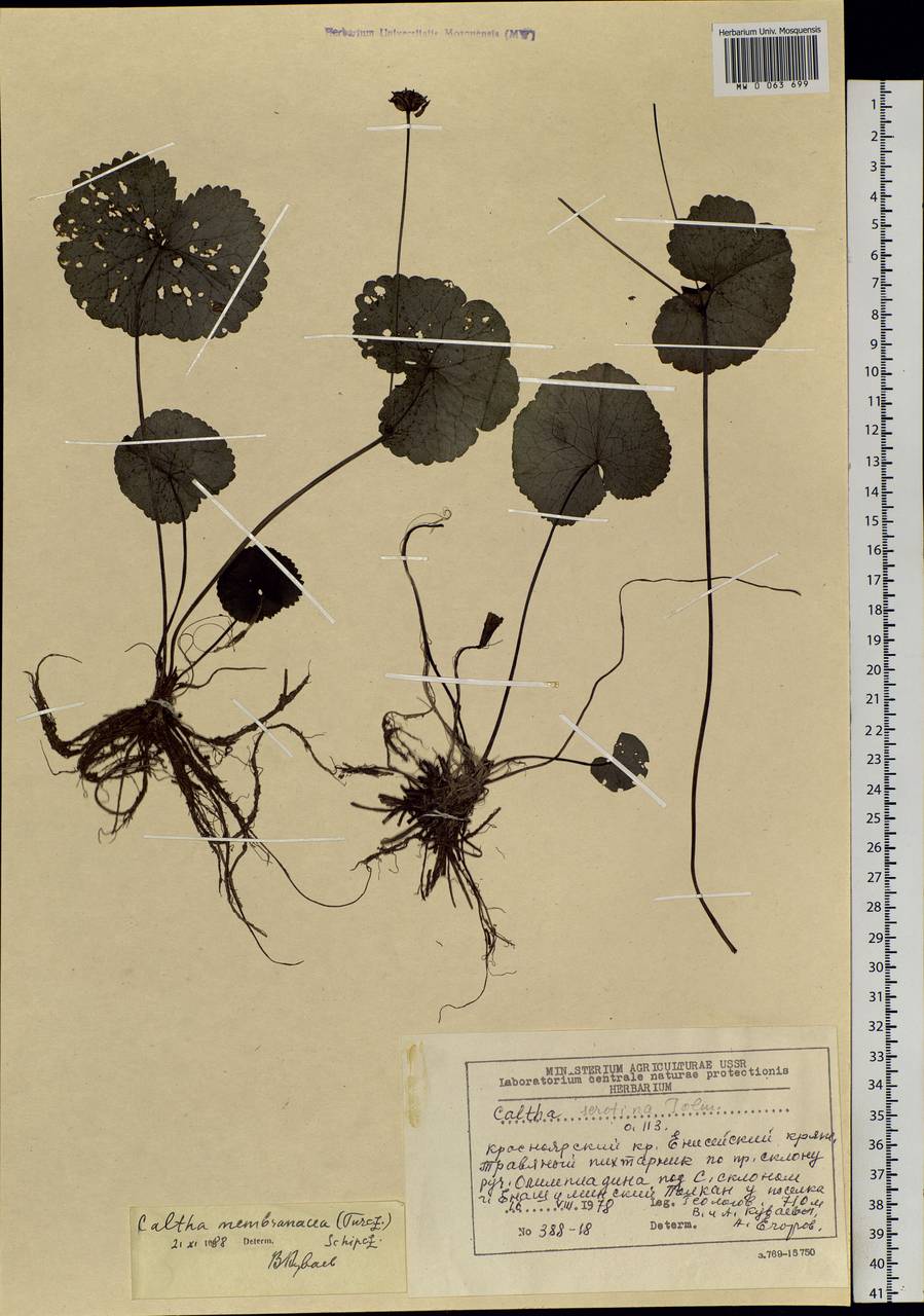 Caltha palustris var. membranacea Turcz., Siberia, Central Siberia (S3) (Russia)