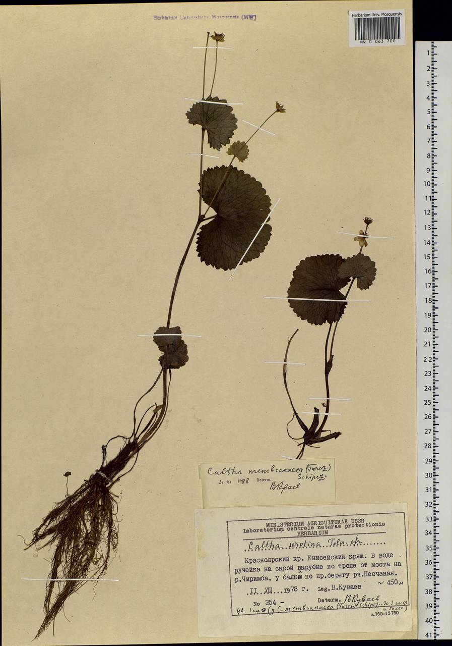 Caltha palustris var. membranacea Turcz., Siberia, Central Siberia (S3) (Russia)