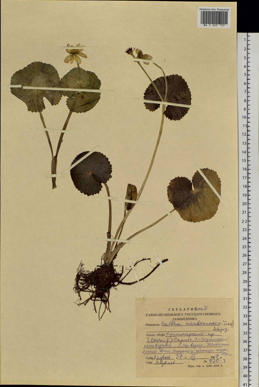 Caltha palustris var. membranacea Turcz., Siberia, Altai & Sayany Mountains (S2) (Russia)