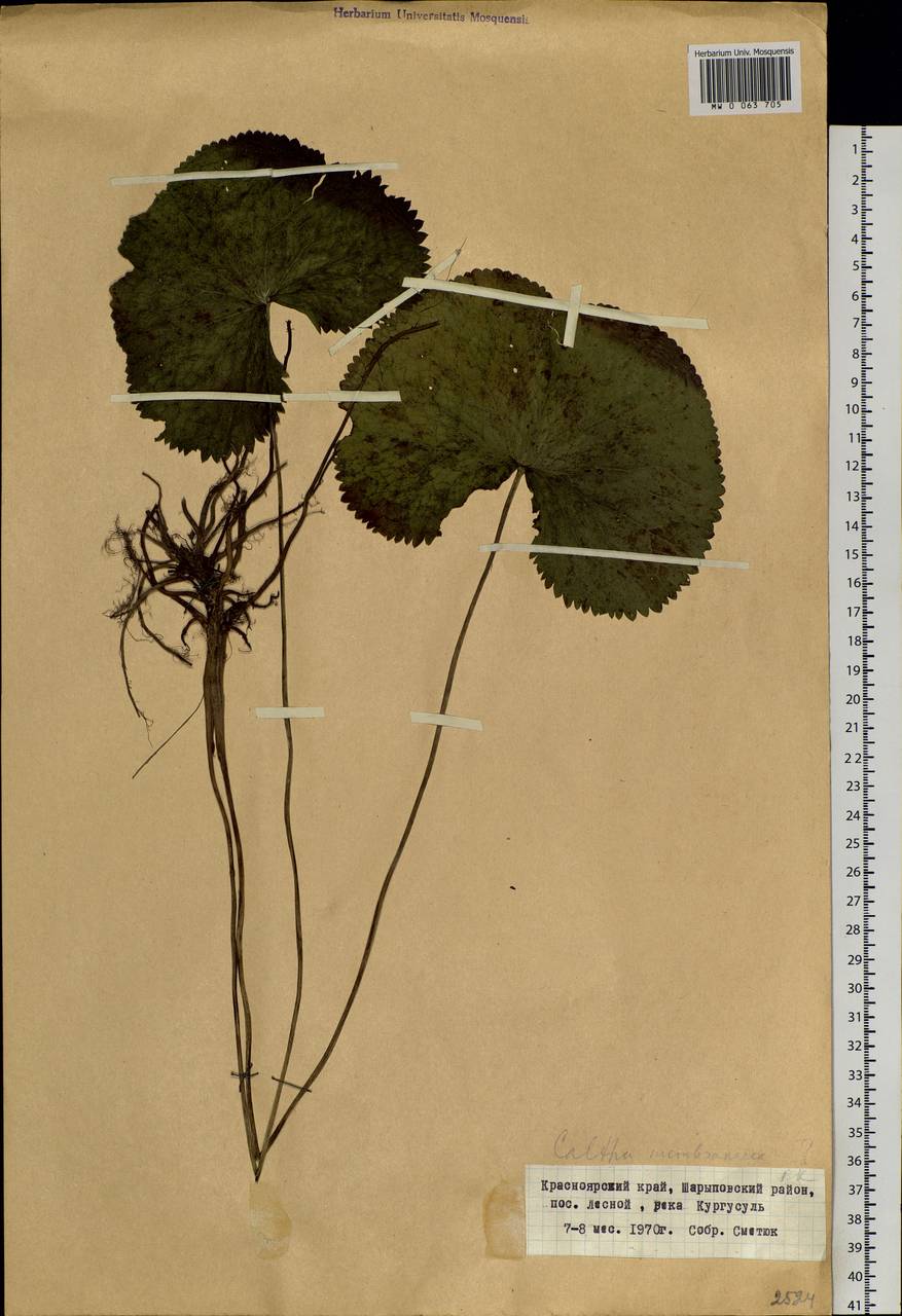 Caltha palustris var. membranacea Turcz., Siberia, Altai & Sayany Mountains (S2) (Russia)