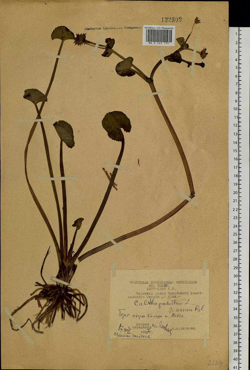 Caltha palustris var. barthei Hance, Siberia, Chukotka & Kamchatka (S7) (Russia)