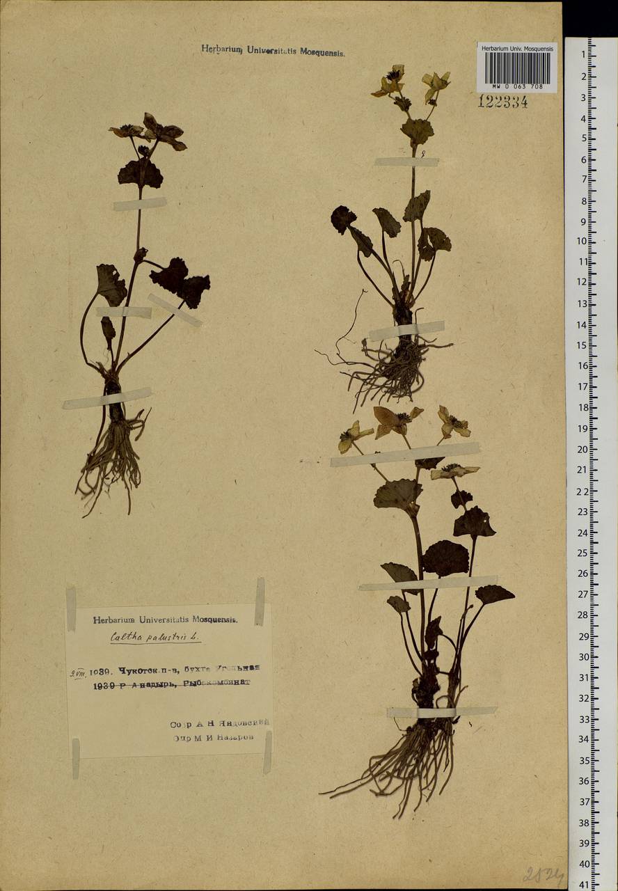 Caltha palustris var. barthei Hance, Siberia, Chukotka & Kamchatka (S7) (Russia)