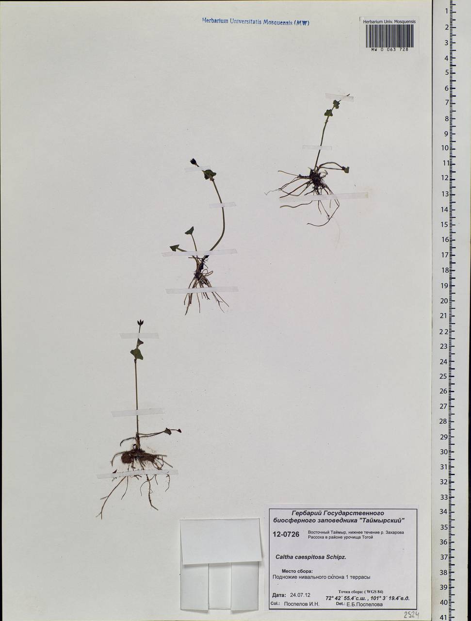Caltha palustris var. radicans (T.F.Forst.) Beck, Siberia, Central Siberia (S3) (Russia)